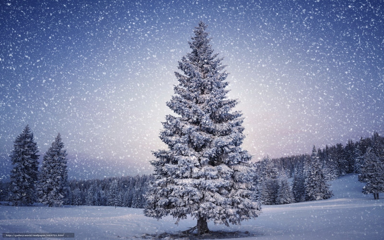 Snowy pine tree in winter