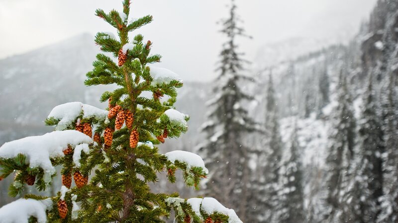 Snowy pine tree in winter