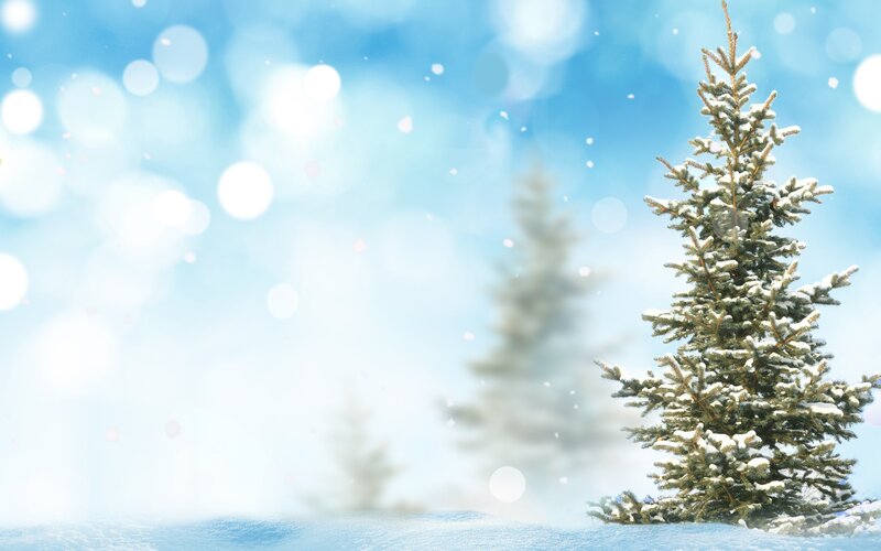 snowy pine tree in winter