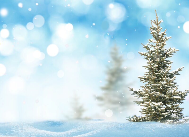 Snowy pine tree in winter
