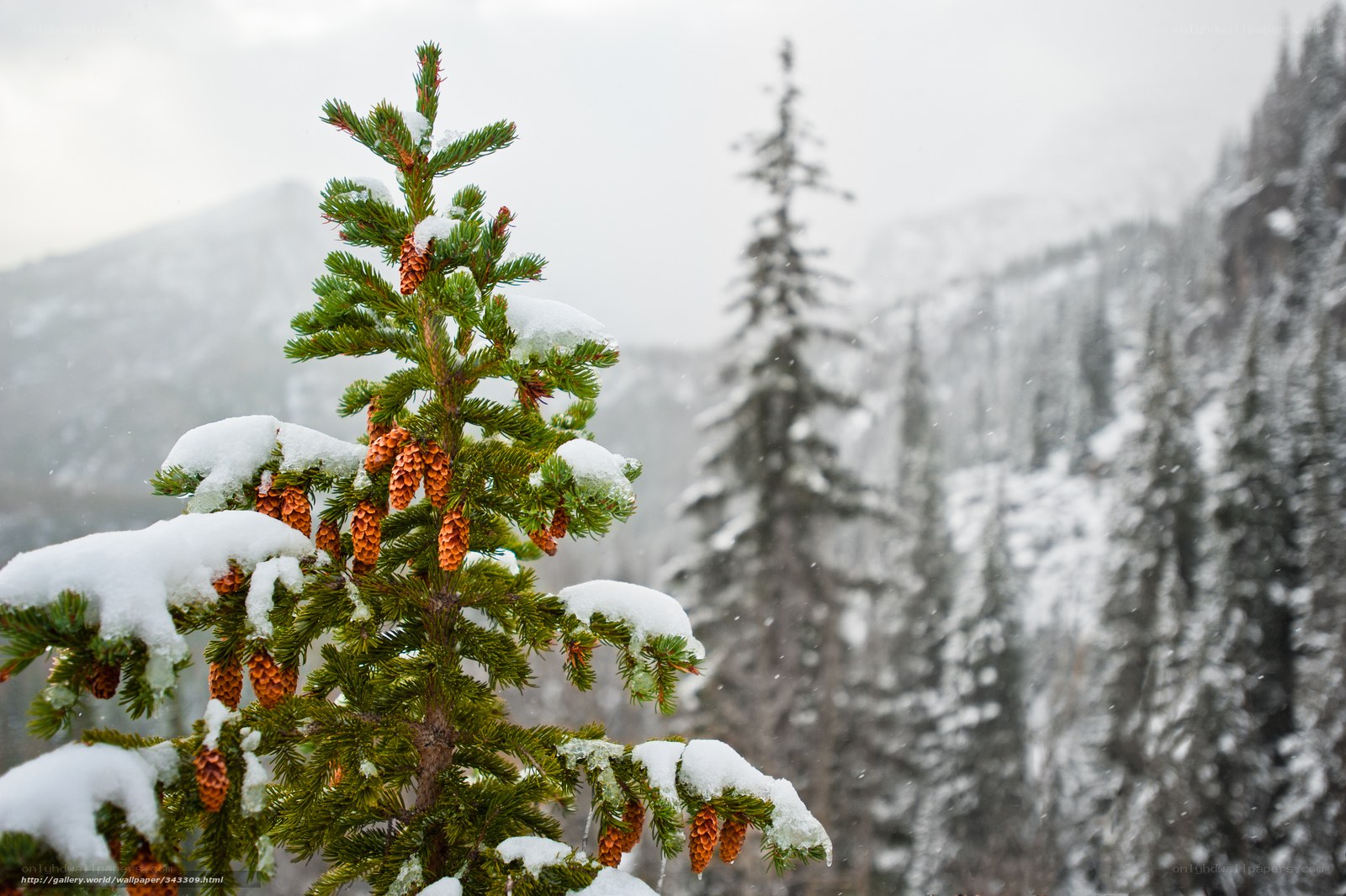 Snowy pine tree in winter