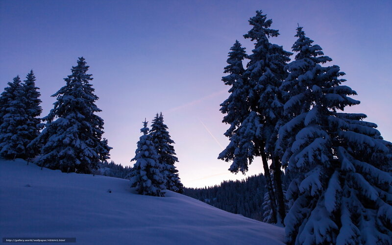 Snowy pine trees at dusk