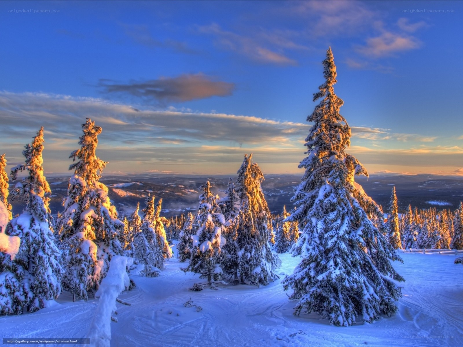 Snowy pine trees at sunrise