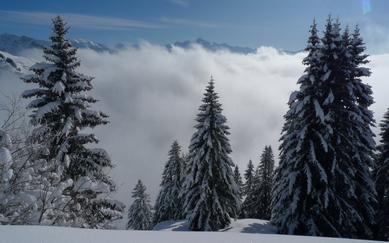 Snowy pine trees in mountain valley