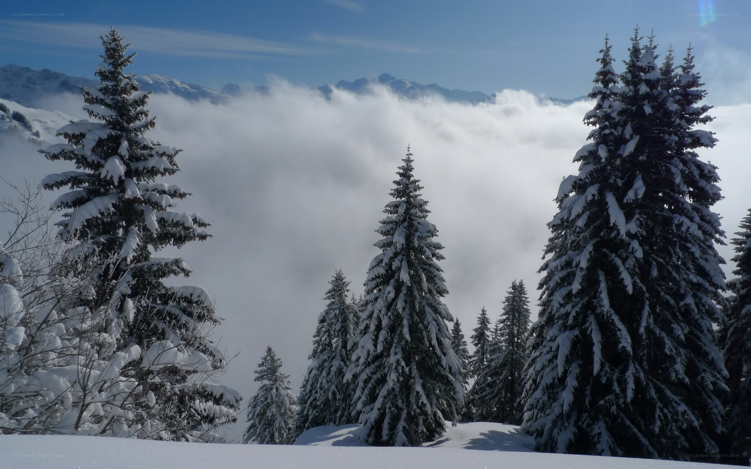 Snowy pine trees in mountain valley
