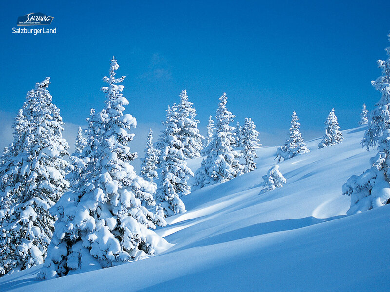 Snowy pine trees in Salzburg