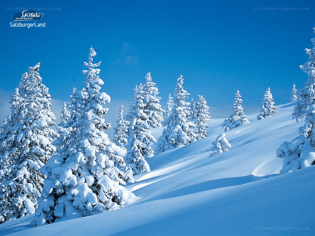 Snowy pine trees in Salzburg