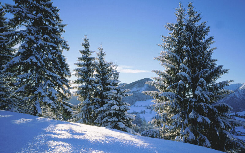 Snowy pine trees in winter