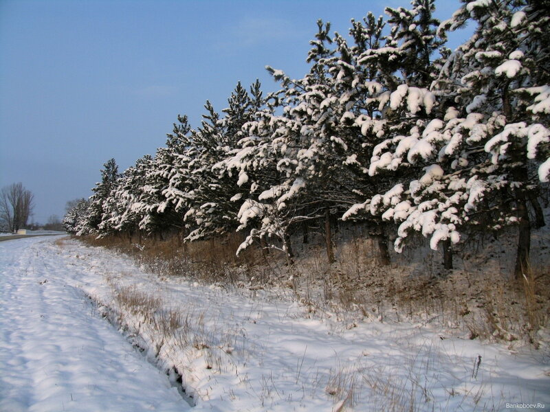 Snowy pine trees in winter