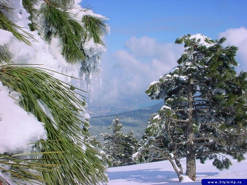 Snowy pine trees on a mountain