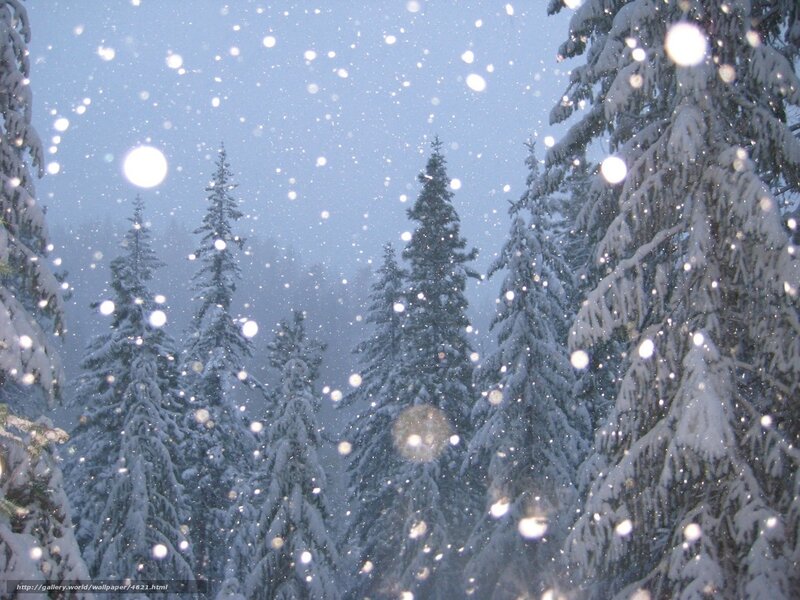 Snowy Pine Trees