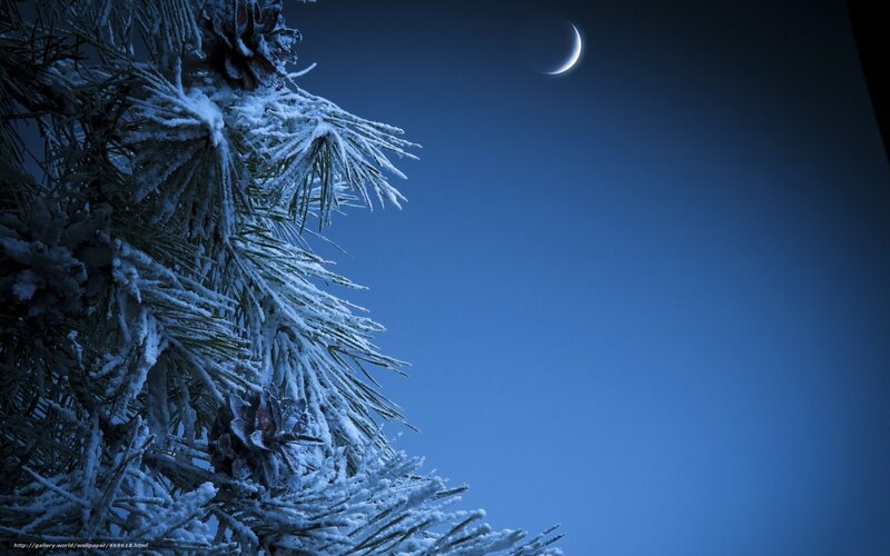 snowy pine under crescent moon