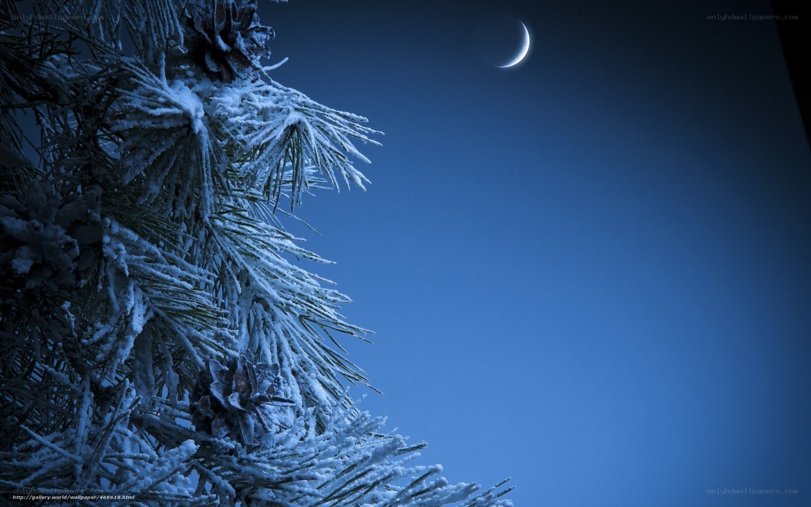 snowy pine under crescent moon