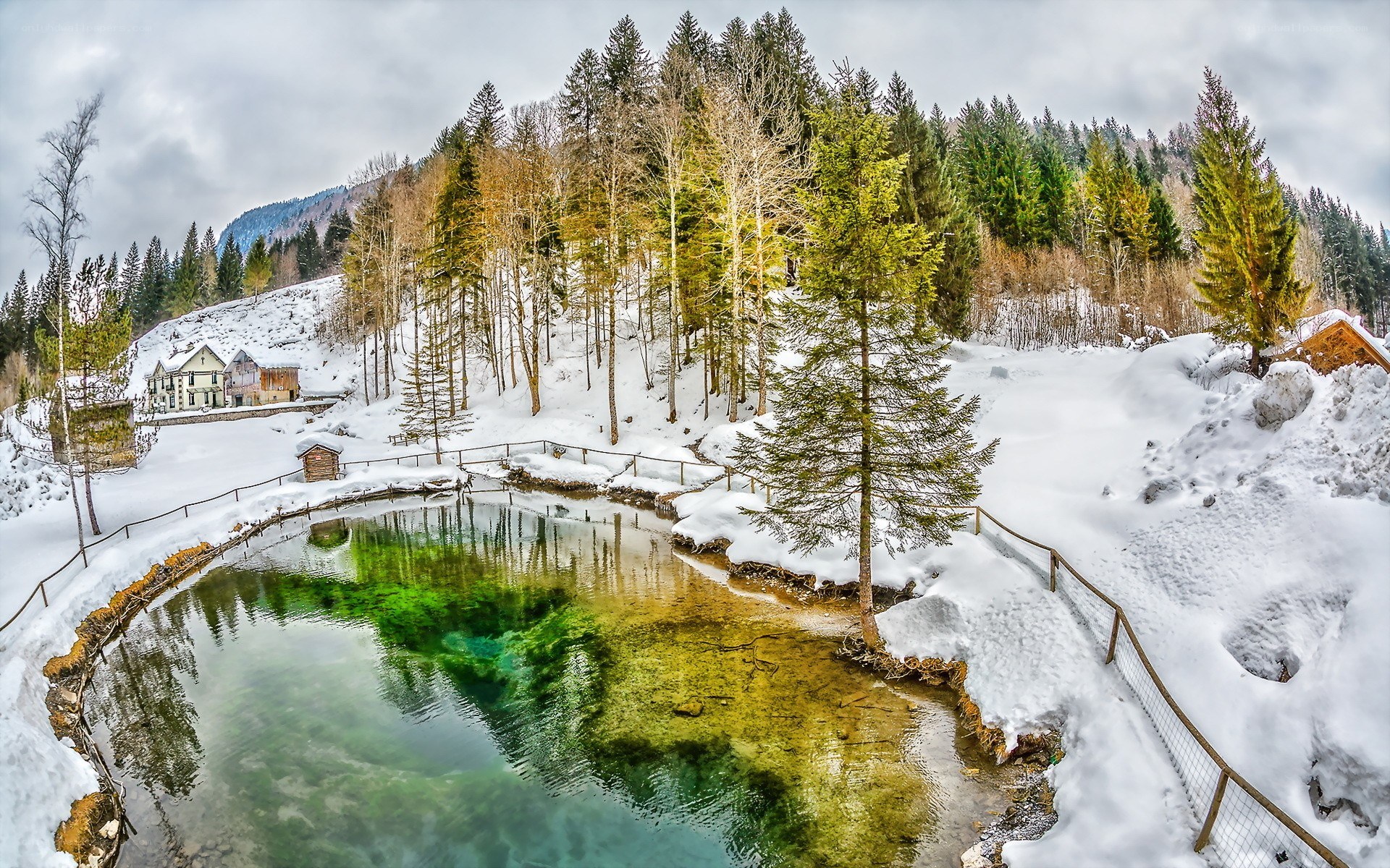 Snowy pond in forest