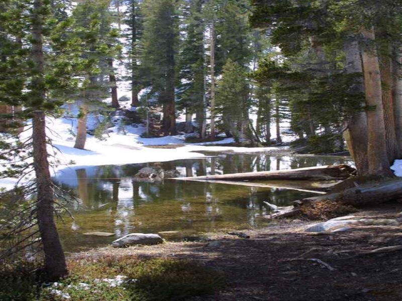 Snowy Pond in Forest — Green