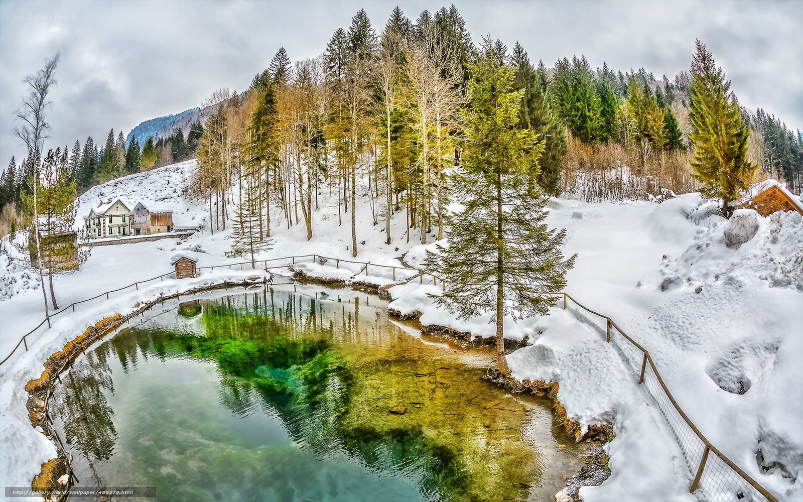 Snowy pond in forest