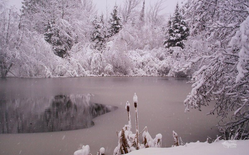 Snowy pond in winter