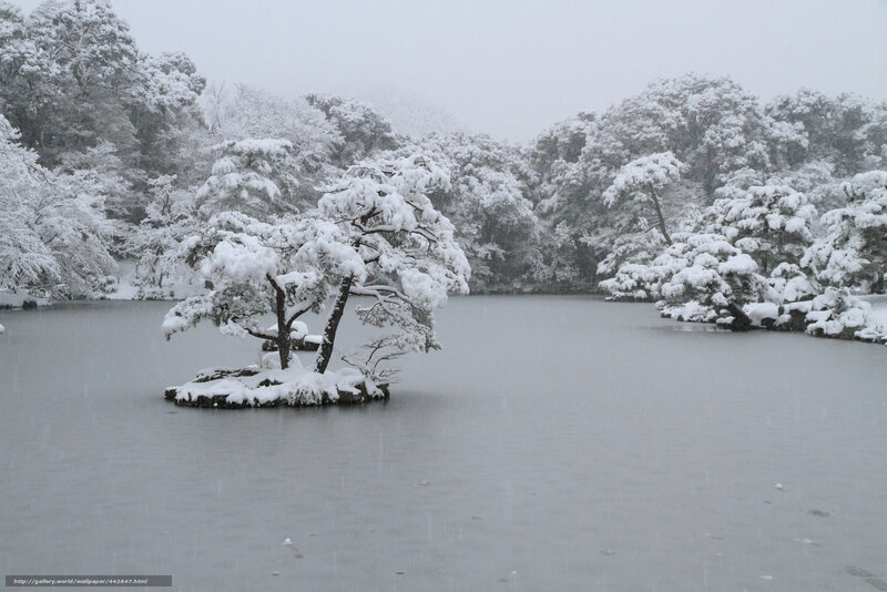 Snowy pond with island tree