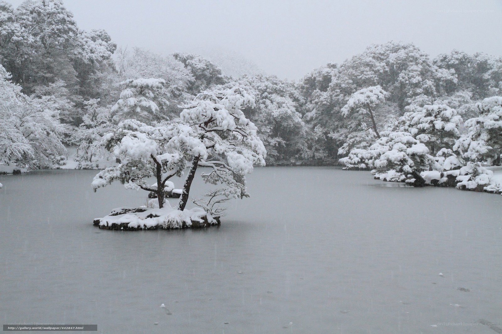 Snowy pond with island tree
