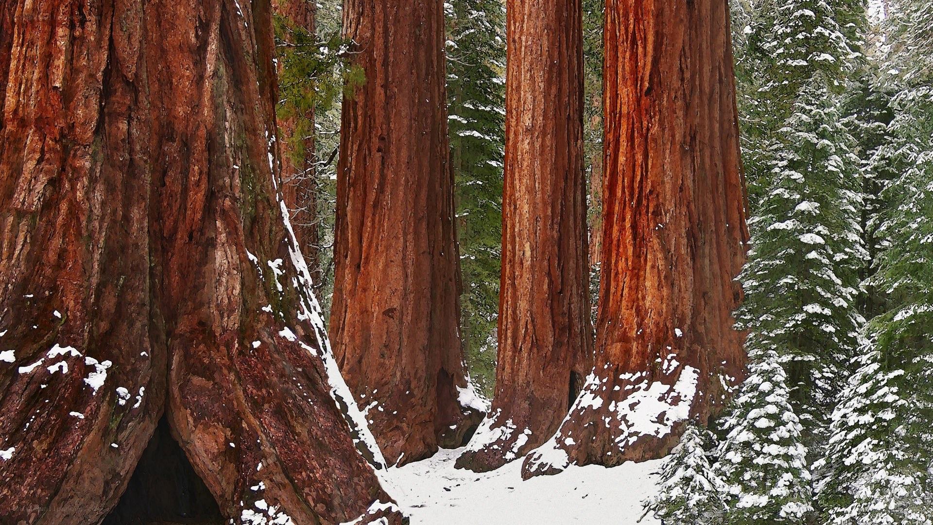 Snowy redwood forest