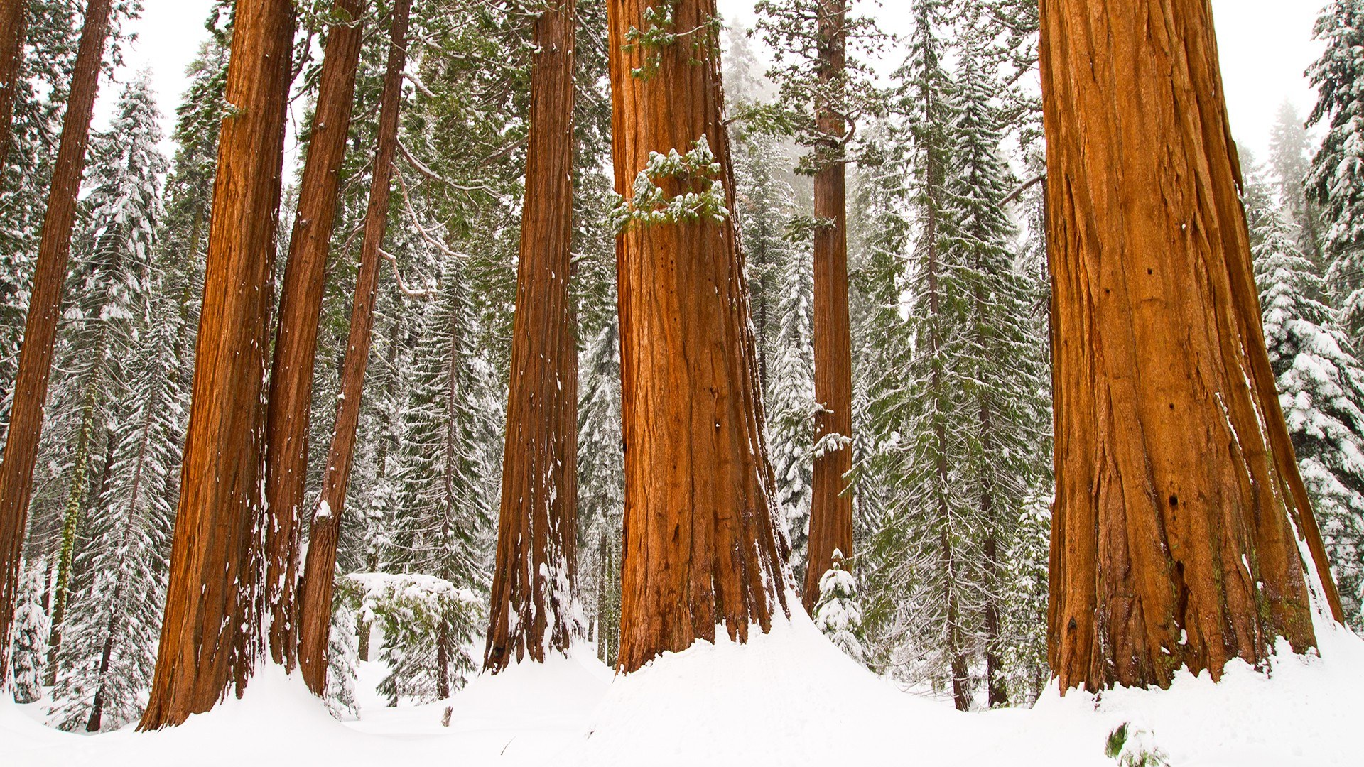 Snowy redwood forest