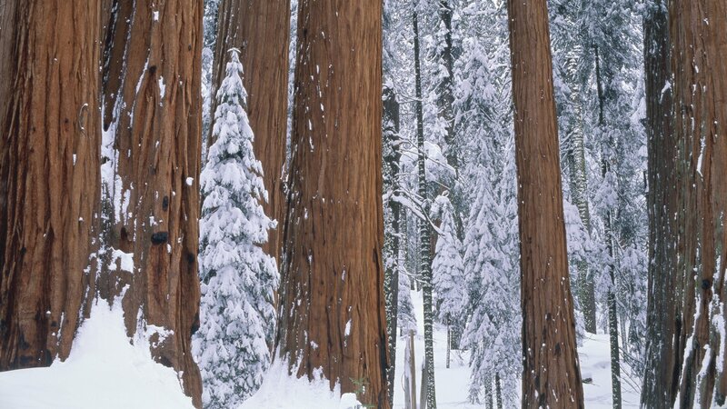 Snowy redwood forest