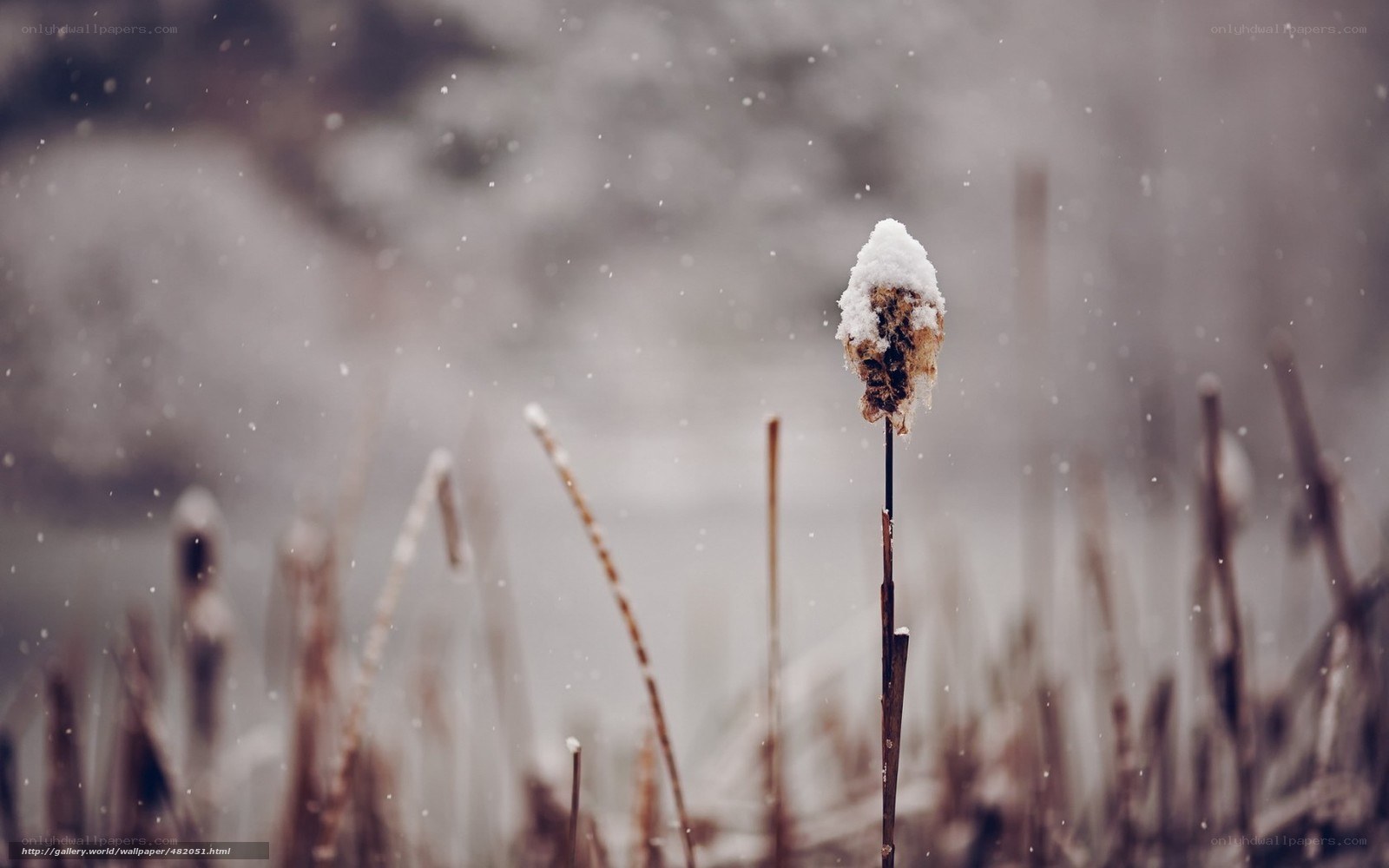 Snowy reed in winter