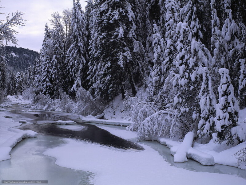 Snowy river in forest