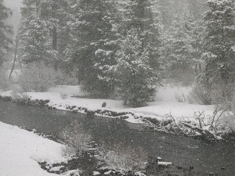Snowy River in Forest — White, Cold