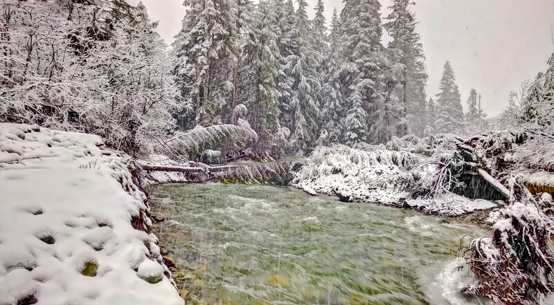 Snowy River in Forest — White, Cold, Winter
