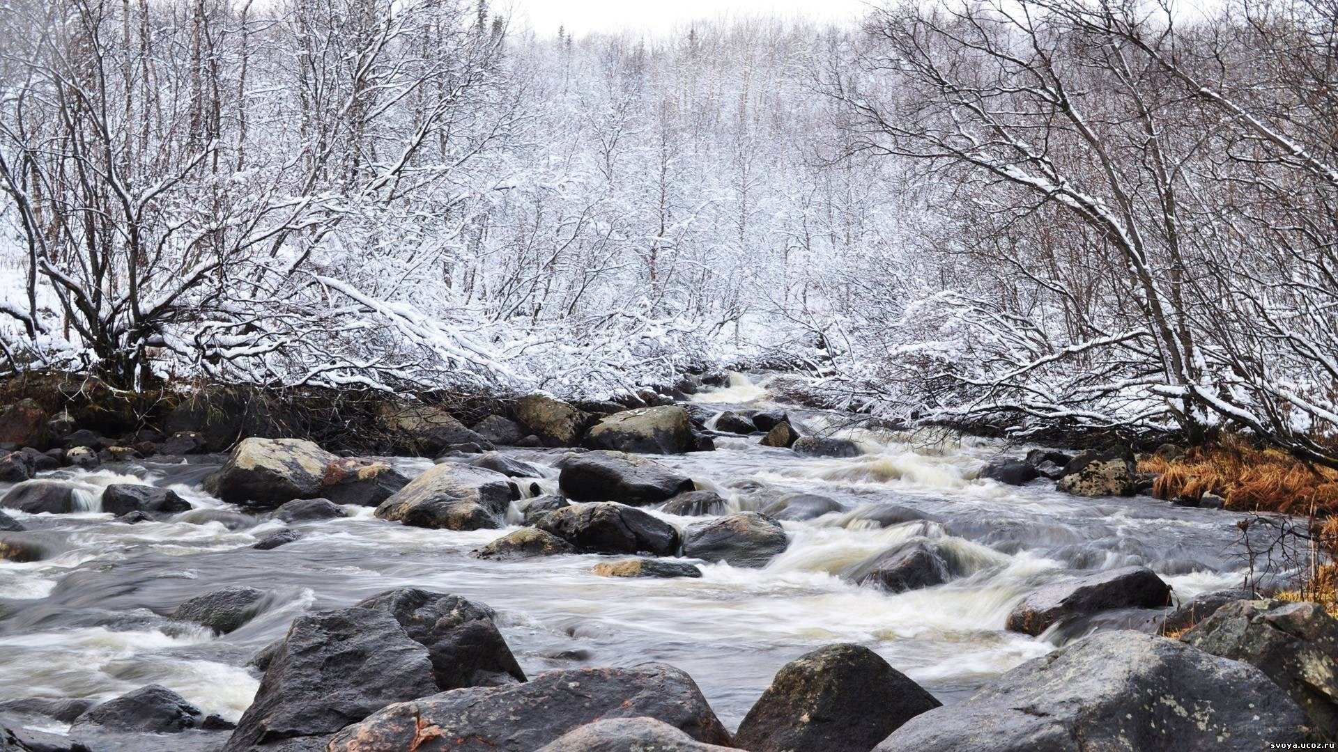 snowy river in winter forest