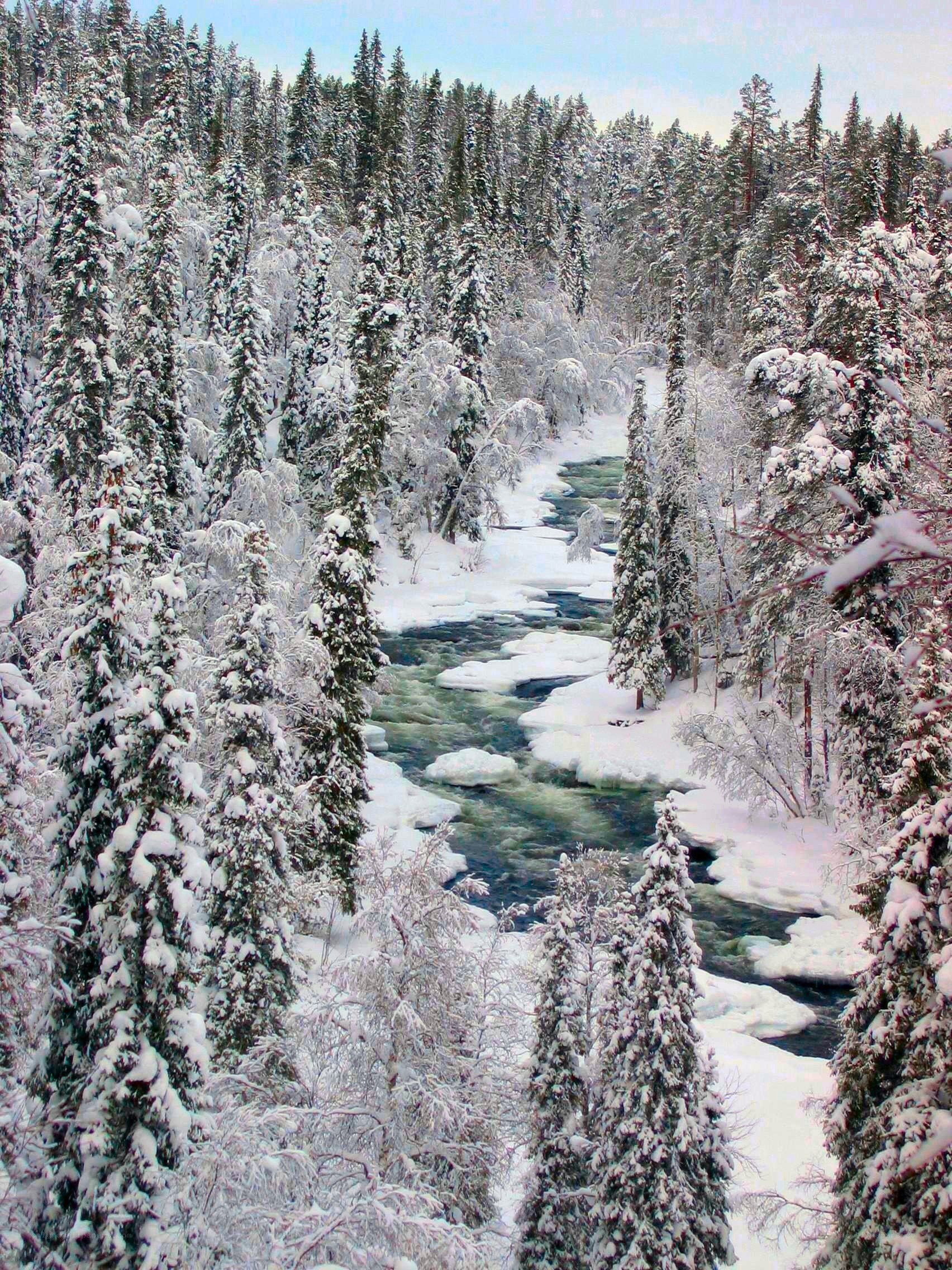 Snowy river in winter forest