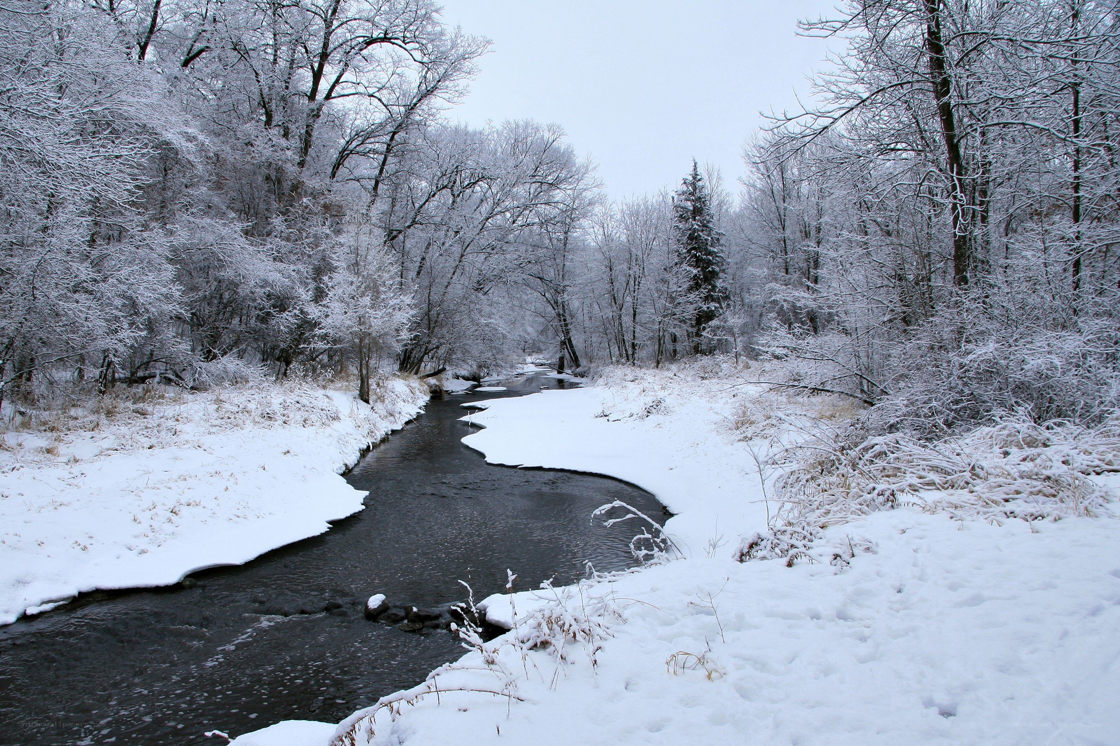 snowy river in winter forest