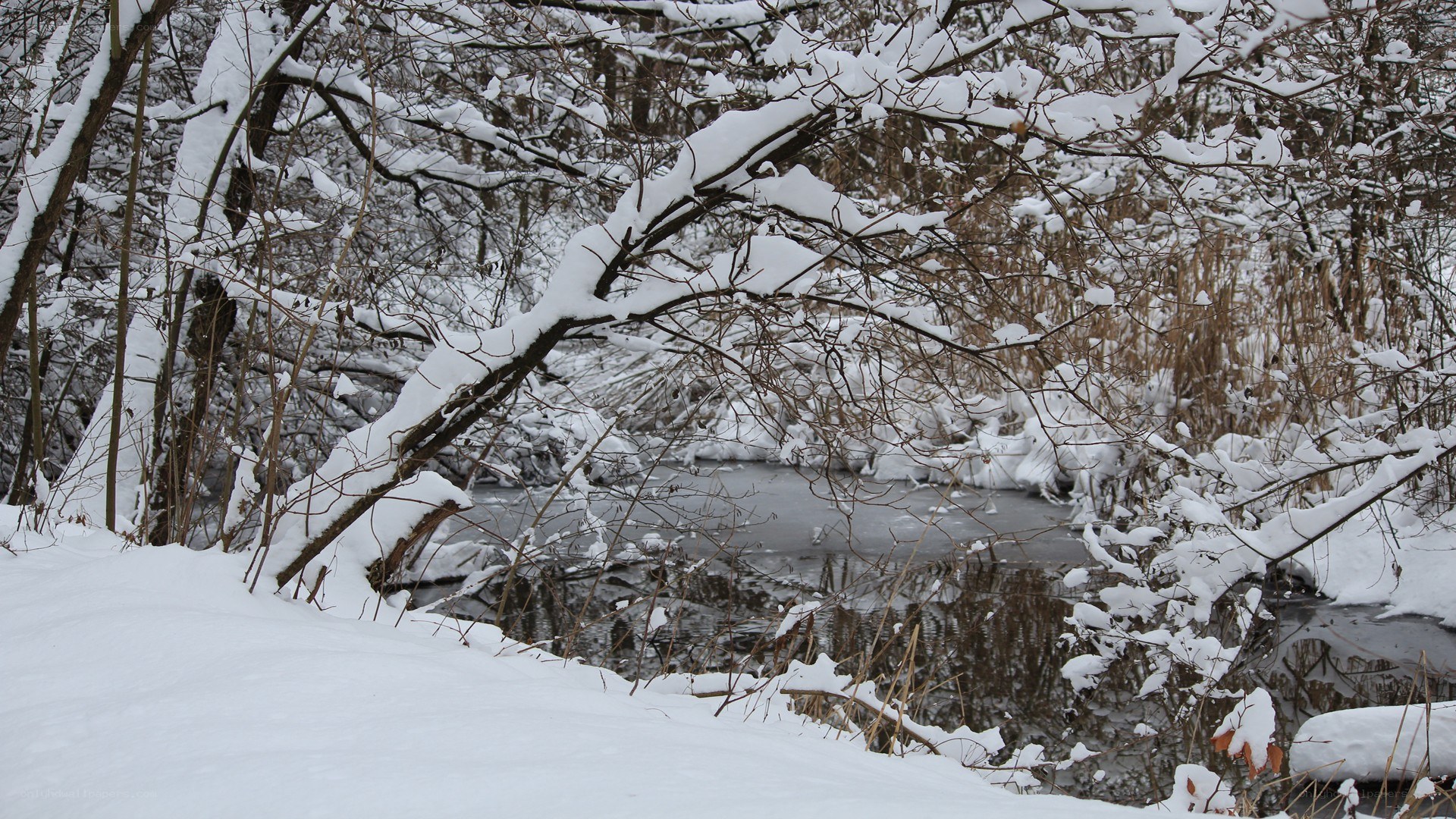 snowy river in winter forest