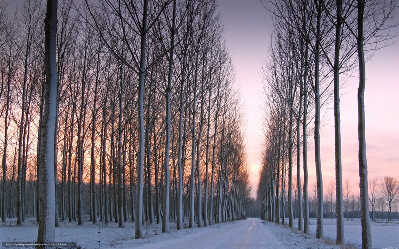 Snowy Road Between Trees