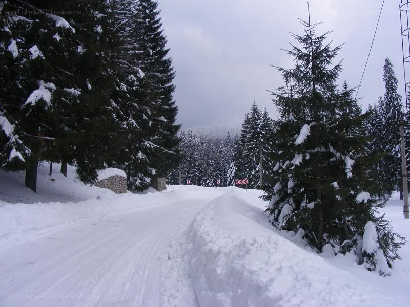 Snowy road in a forest