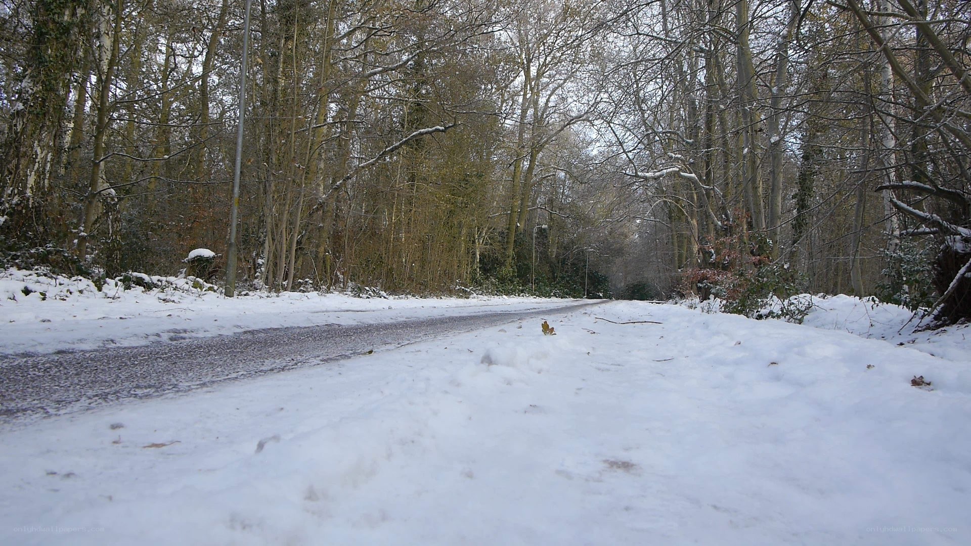 Snowy road in a forest