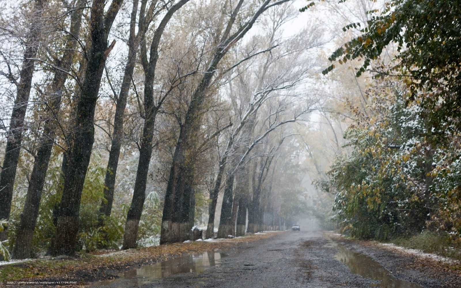 Snowy Road in Autumn Forest