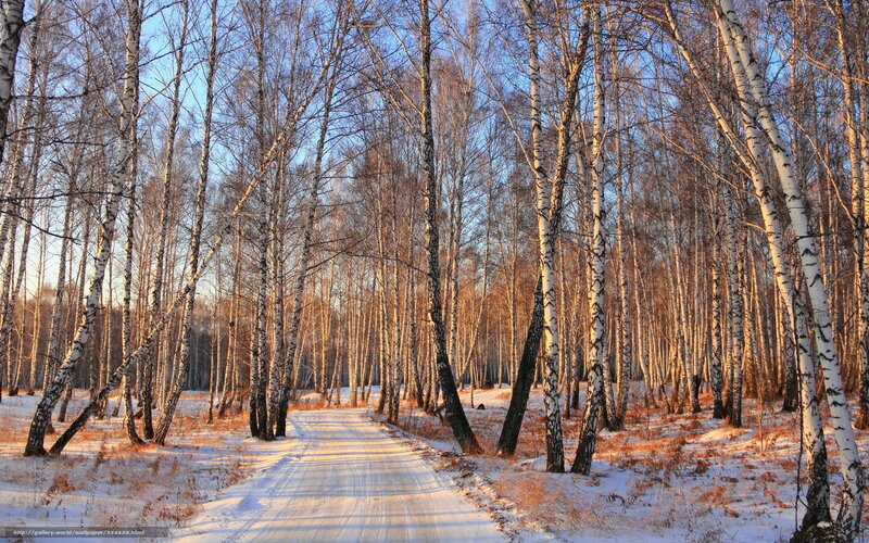Snowy Road in Birch Forest