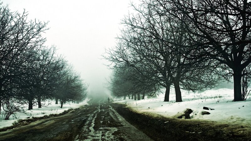 snowy road in foggy forest