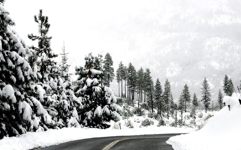 snowy road in forest