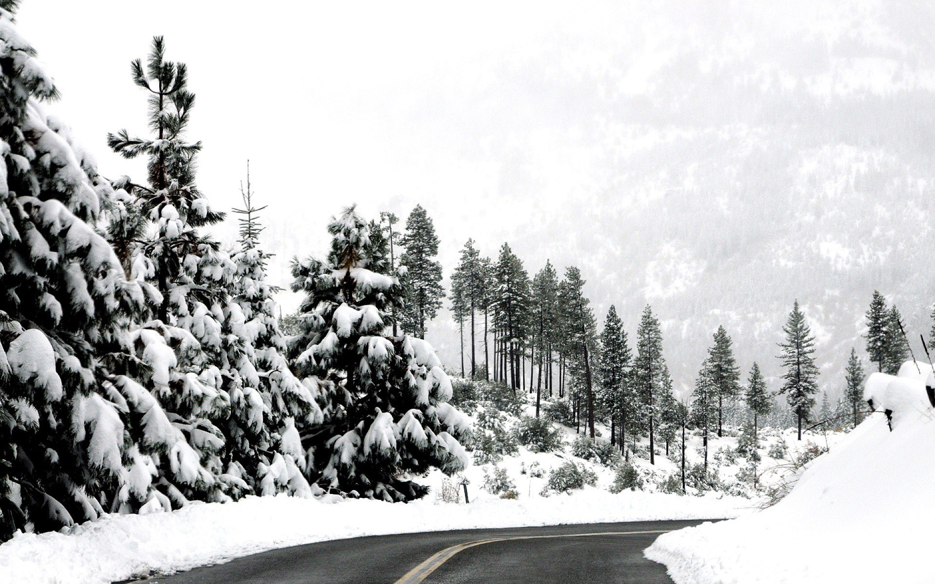 snowy road in forest