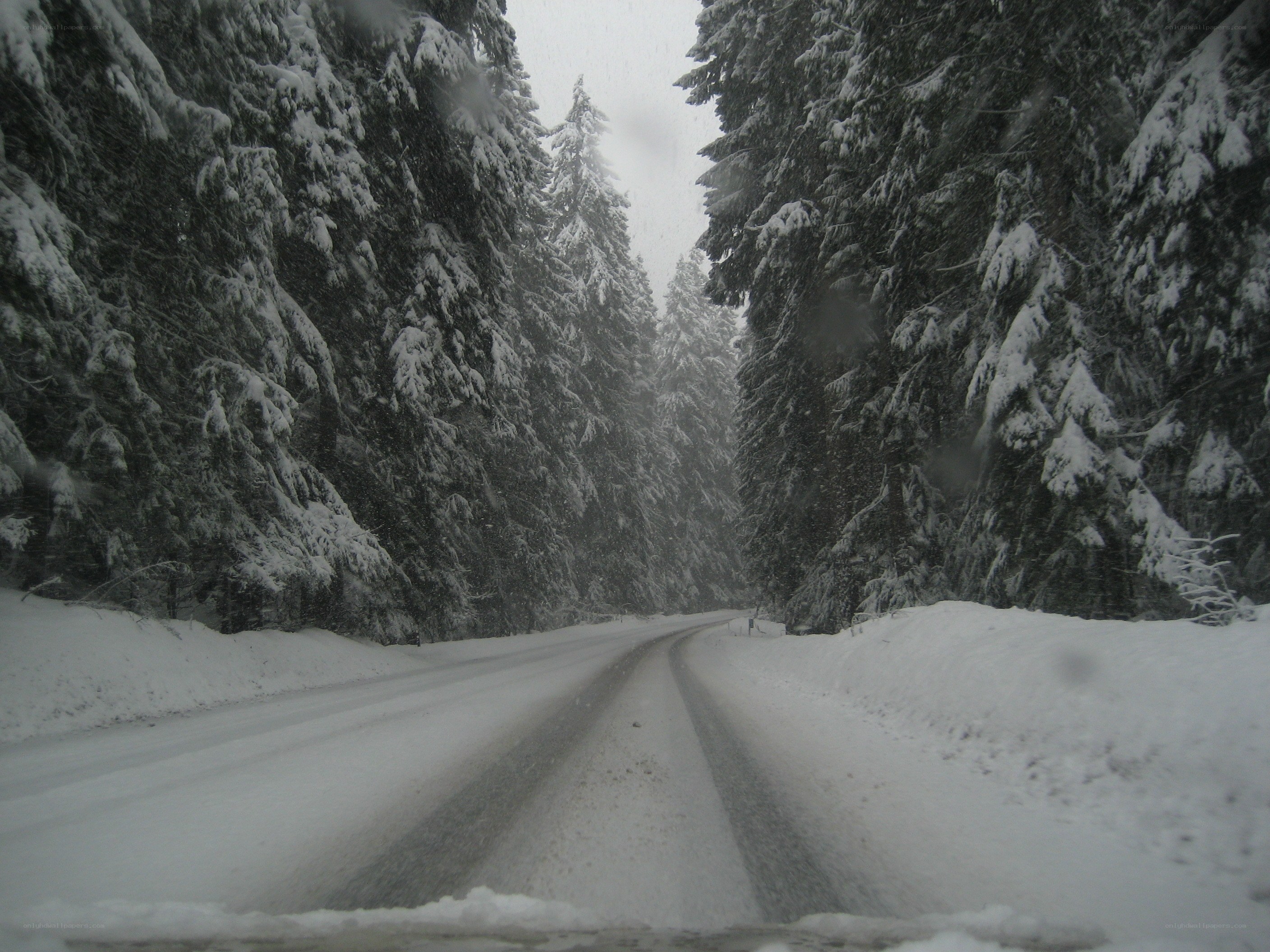 Snowy road in forest