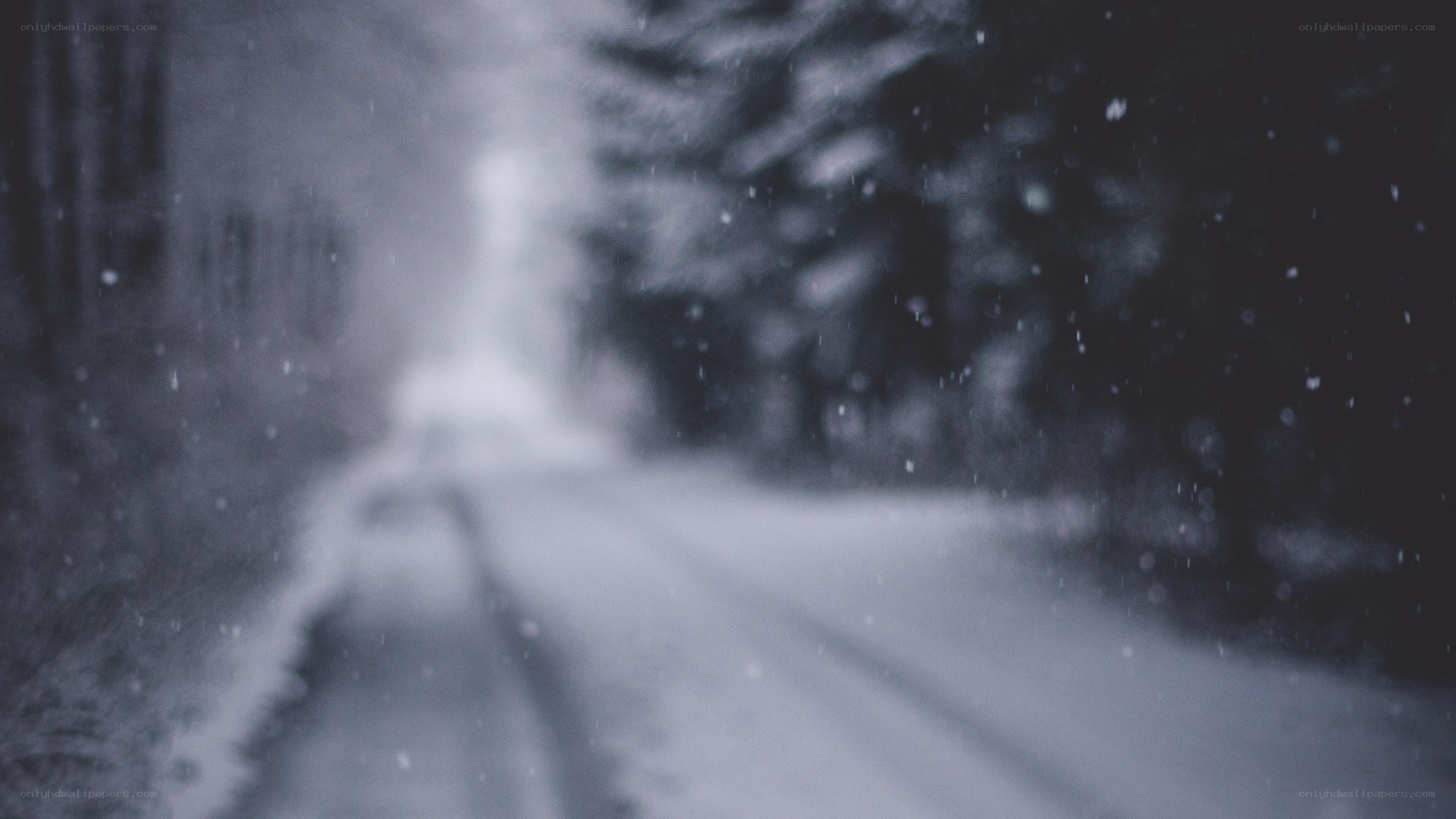 snowy road in forest