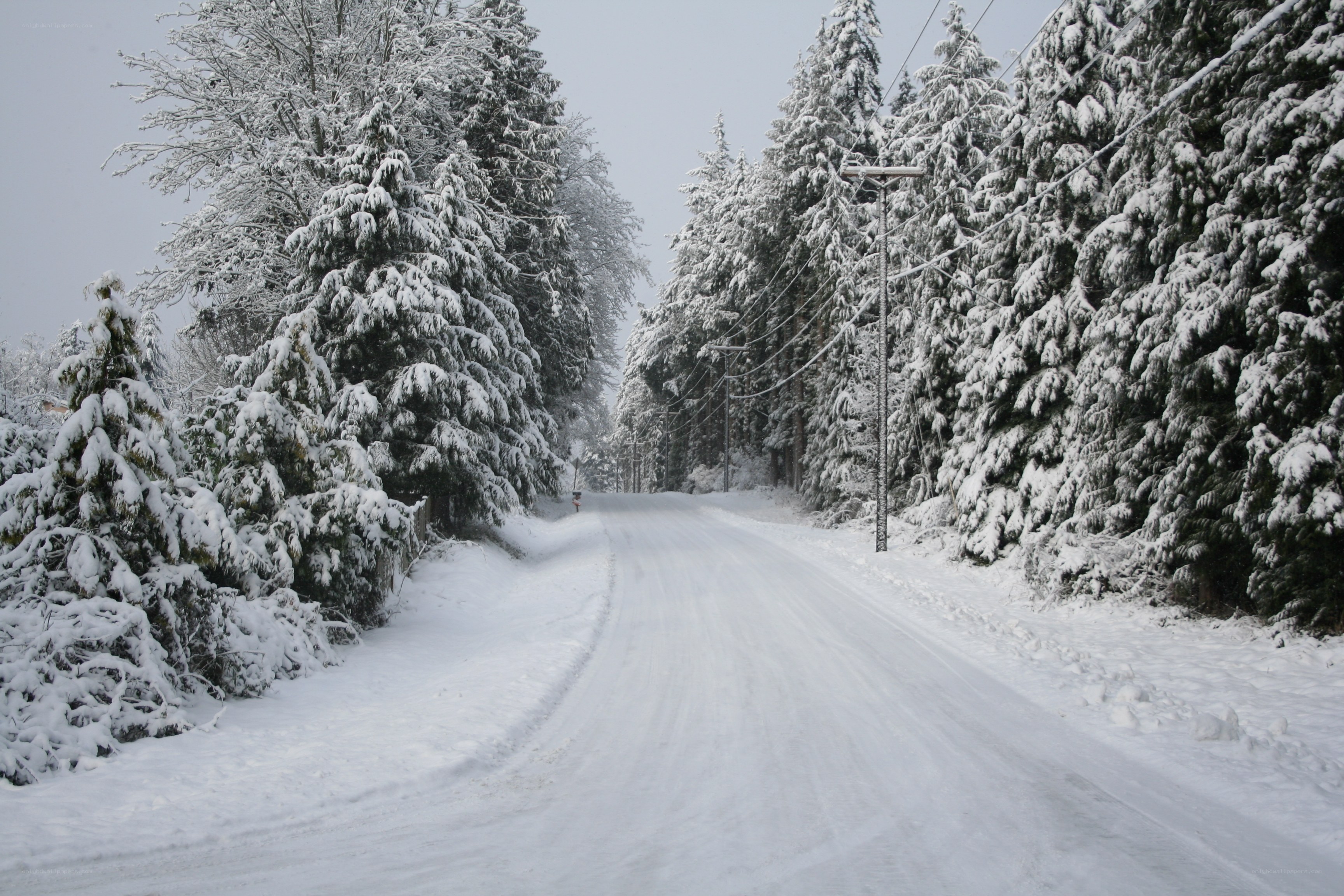 Snowy road in forest