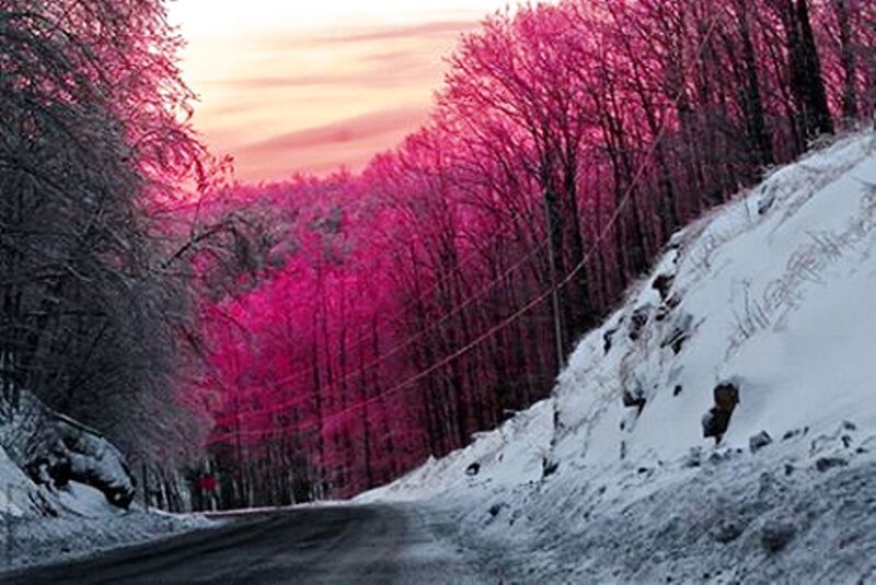 Snowy Road in Forest — Pink