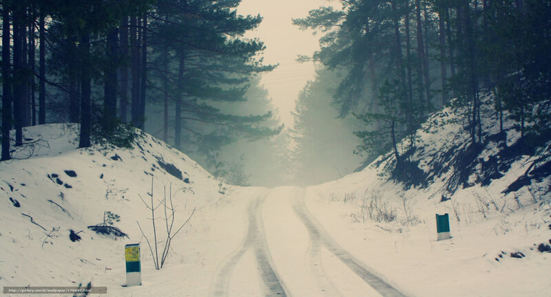 Snowy Road in Forest — White, Misty