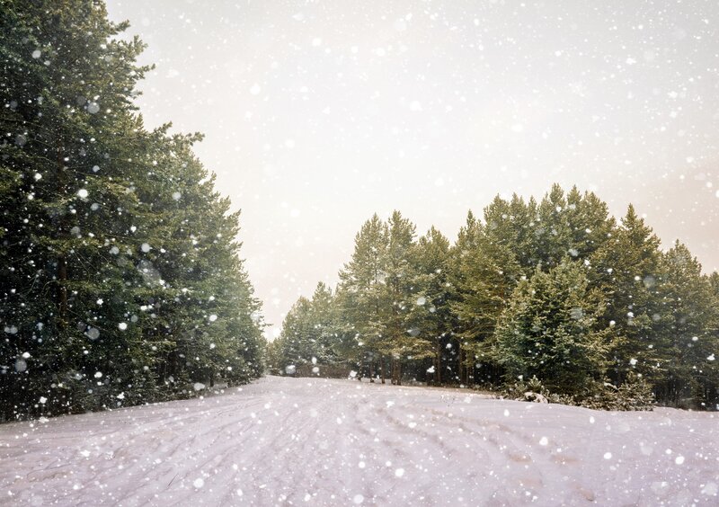 Snowy Road in Forest — White, Serene, Winter, Photograph, Trees, Snow