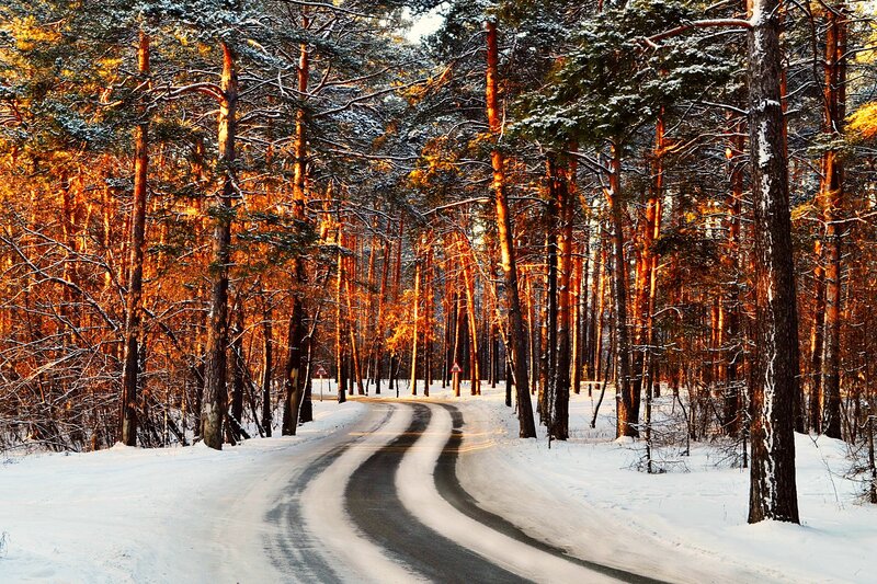 Snowy Road in Forest — White, Serene, Winter