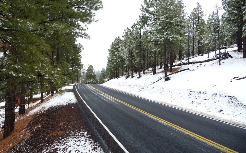 Snowy road in pine forest
